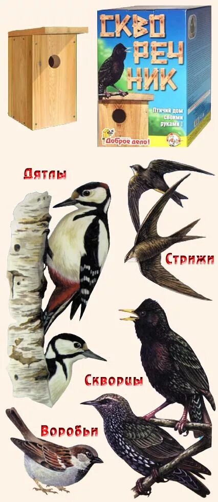 Разные виды птиц. Птицы живущие в скворечниках. Какие птицы живут в скворечниках. Скворца со скворечником птицы. Скворечник для диких голубей.