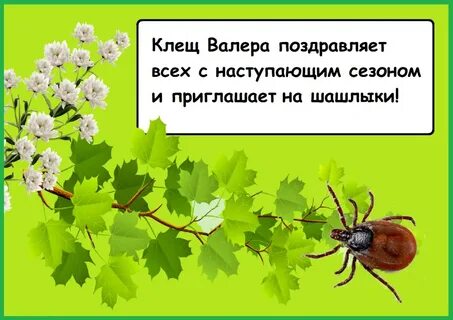 Клещ валера