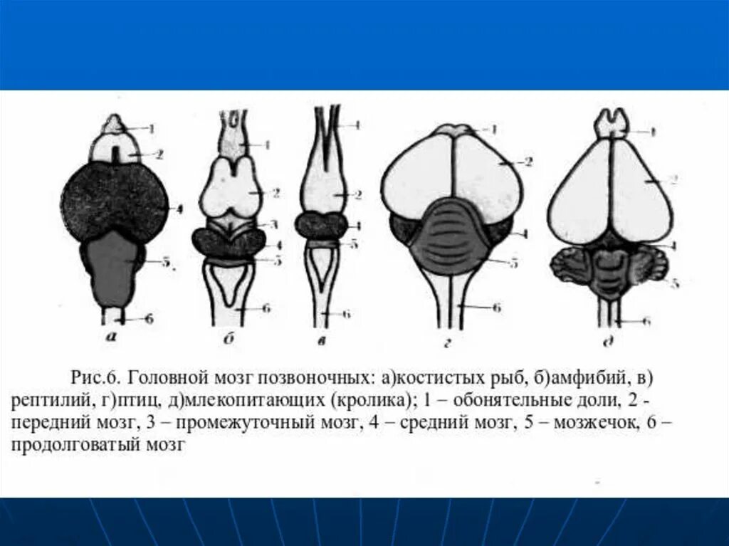 Головной мозг птиц отличается от земноводных. Схема строения головного мозга позвоночных. Схемы строения головного мозга позвоночных животных. Схема строения головного мозга хордовых. Строени егловного мозга хордовых.