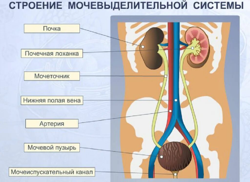 Функции мочеточника и мочевого пузыря. Строение выделительной системы человека схема. Органы выделительной системы схема. Строение мочеиспускательной системы. Общая схема мочевыделительной системы.