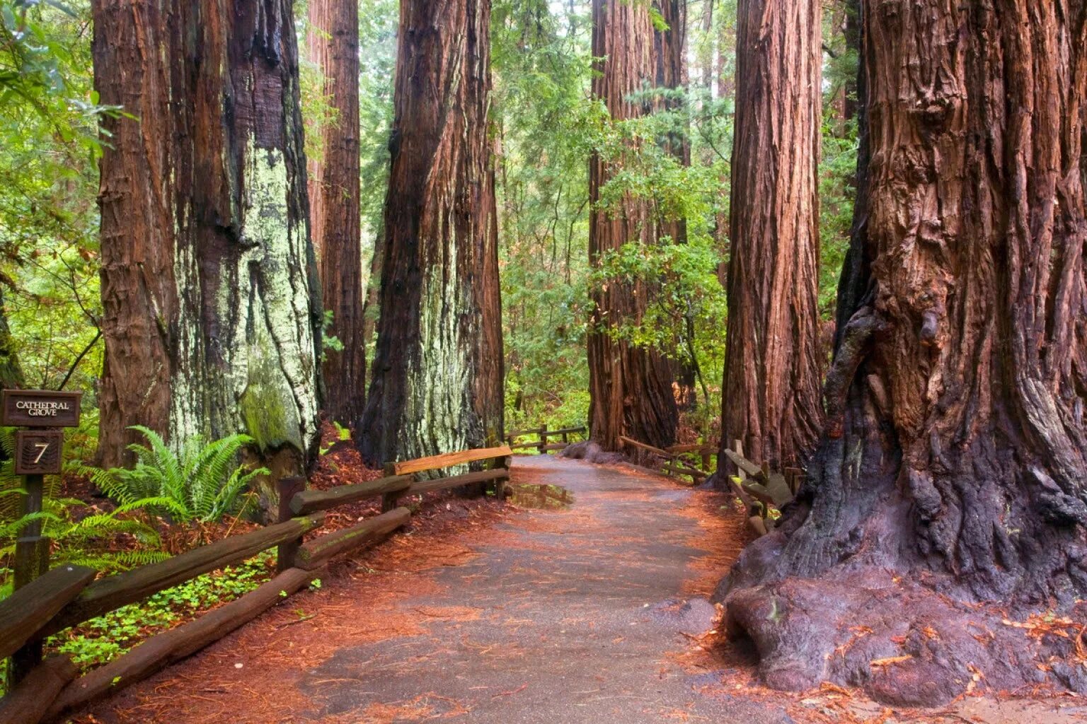 There many old trees in the park