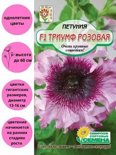 Петунии пенза