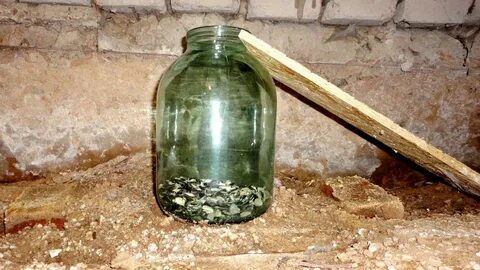 Простая ловушка для мышей своими руками