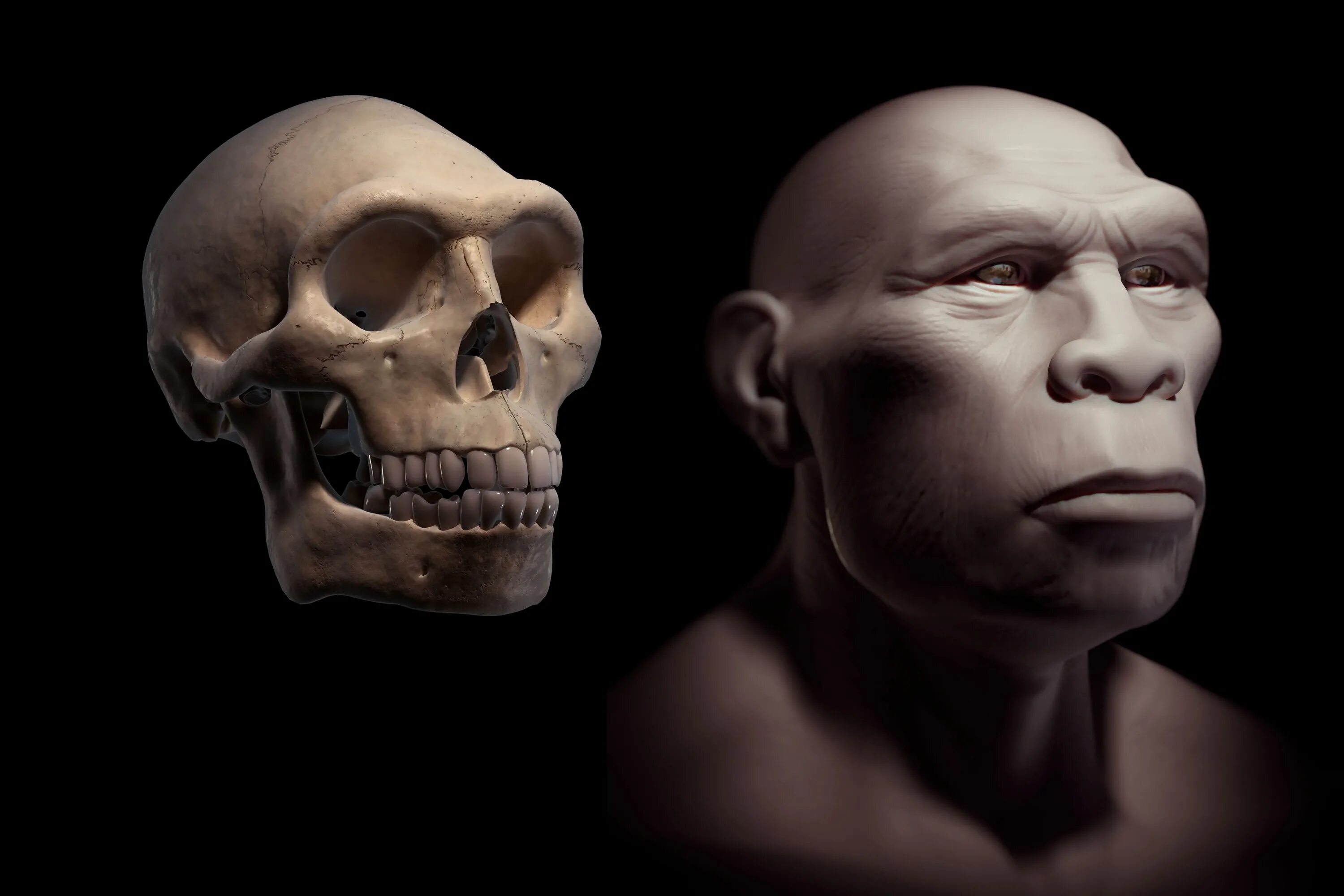 Человек прямоходящий homo Erectus.