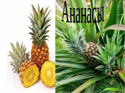 Ананас интересно