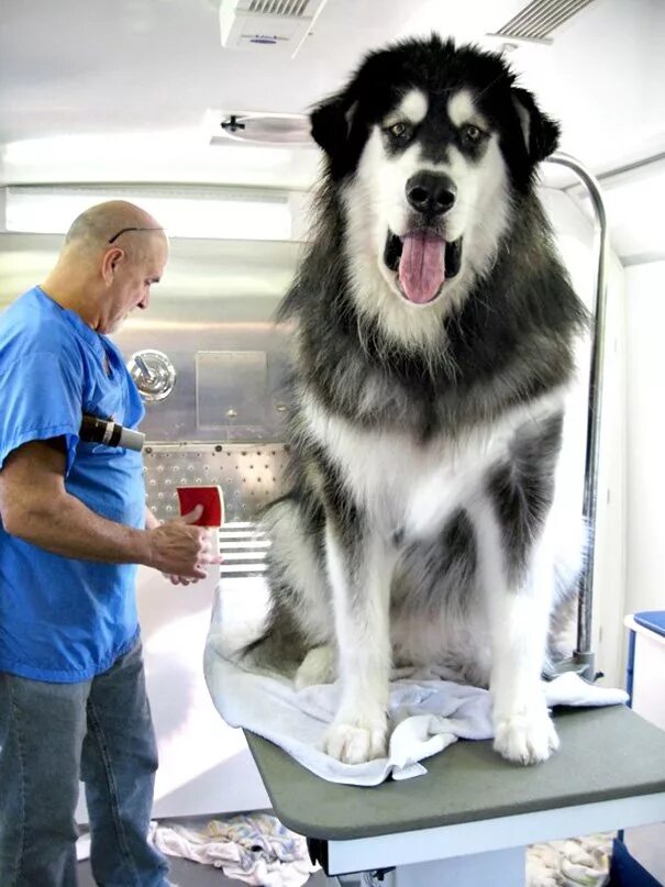 Огромные добрые собаки. Маламут Аляскинский гигант. Тибетский маламут. Маламут тибетский мастиф. Аляскинский маламут большой.
