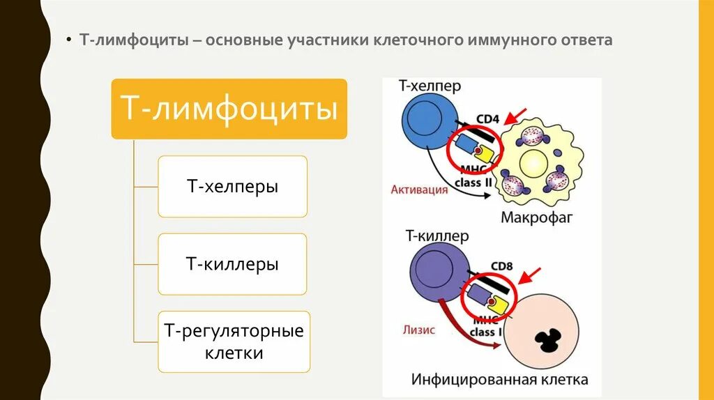 В иммунном ответе участвуют клетки