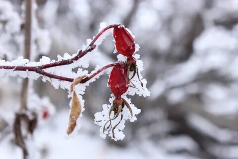 Зимние мотивы