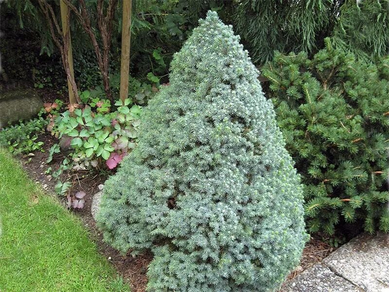 Ель сизая conica. Ель сизая (канадская) "коника" picea glauca 'conica'. Коника канадская сизая. Ель канадская коника децембр. Коника канадская сизая.