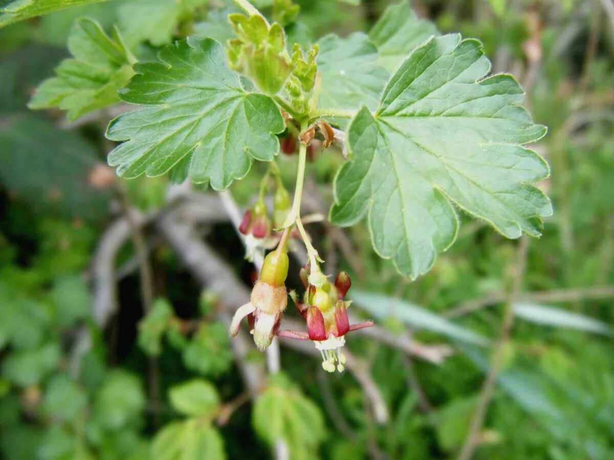 Как цветет крыжовник. Крыжовник (ribes UVA-crispa). Крыжовник (ribes grossularia `Командор`). Крыжовник обыкновенный цветение. Крыжовник (ribes grossularia `юбиляр`).