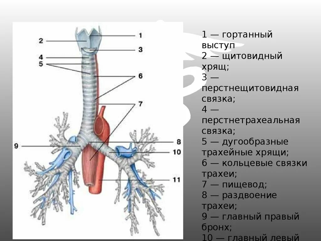 Функции трахеи. Топография трахеи. Гортань, трахея, бронхи - строение и функции. Дыхательная система строение трахея. Трахея анатомия строение.