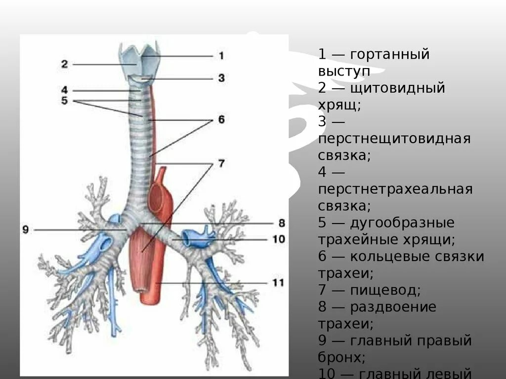Гортань состоит из полуколец. Топография трахеи. гортань, трахея, бронхи - строение и функции. дыхательная система строение трахея. трахея анатомия строение.