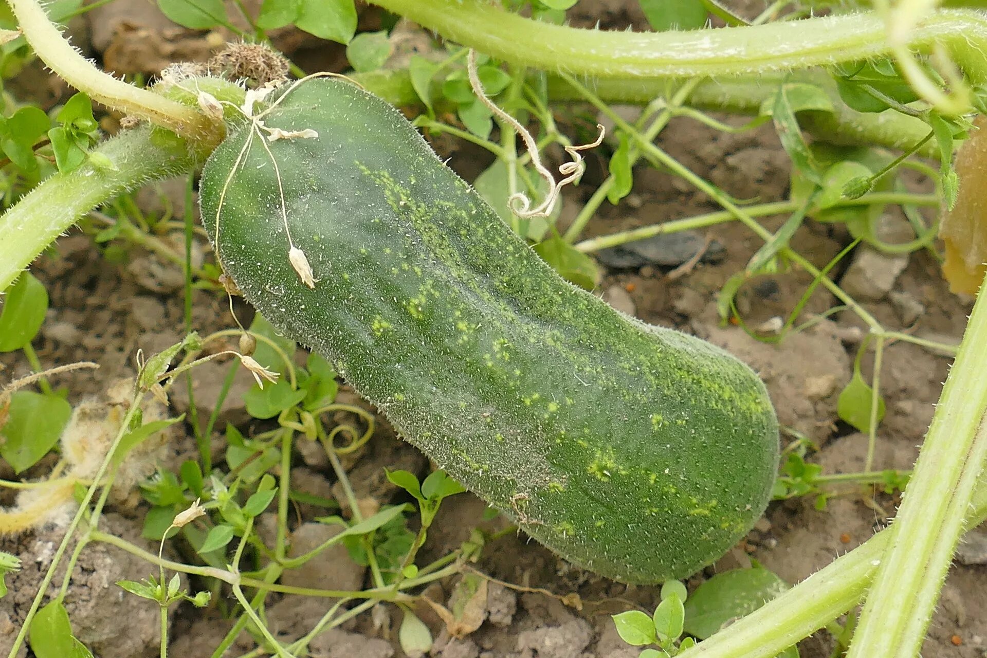 Огурец с греческого. Cucumis sativus. Кукумбер огурец. Овощи огурец. Плод огурца.