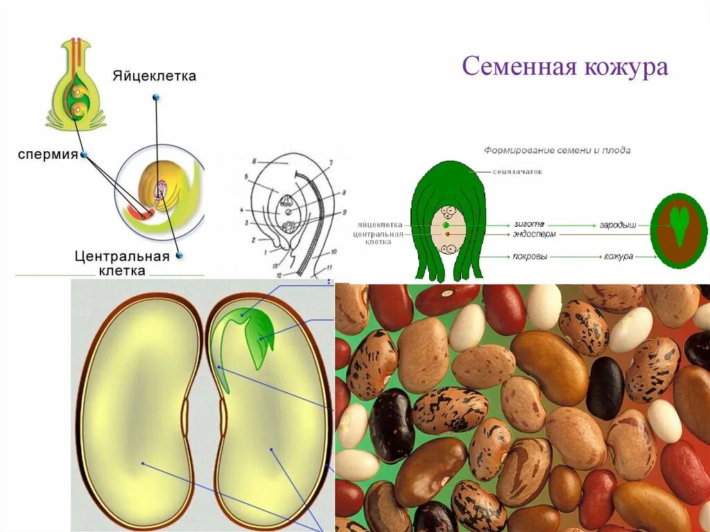 Часть кожуры семени. Семенная кожура. Семя семенная кожура. Строение семенной кожуры. Плоидность семенной кожуры.