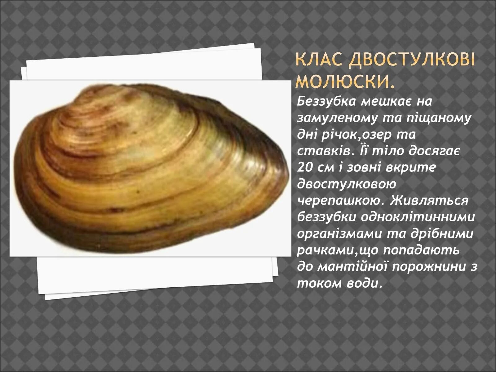 Признак раковина беззубки раковина перловицы таблица. Беззубка перловица мидия. беззубки жемчужницы перловицы. двустворчатые беззубка. беззубка европейская.