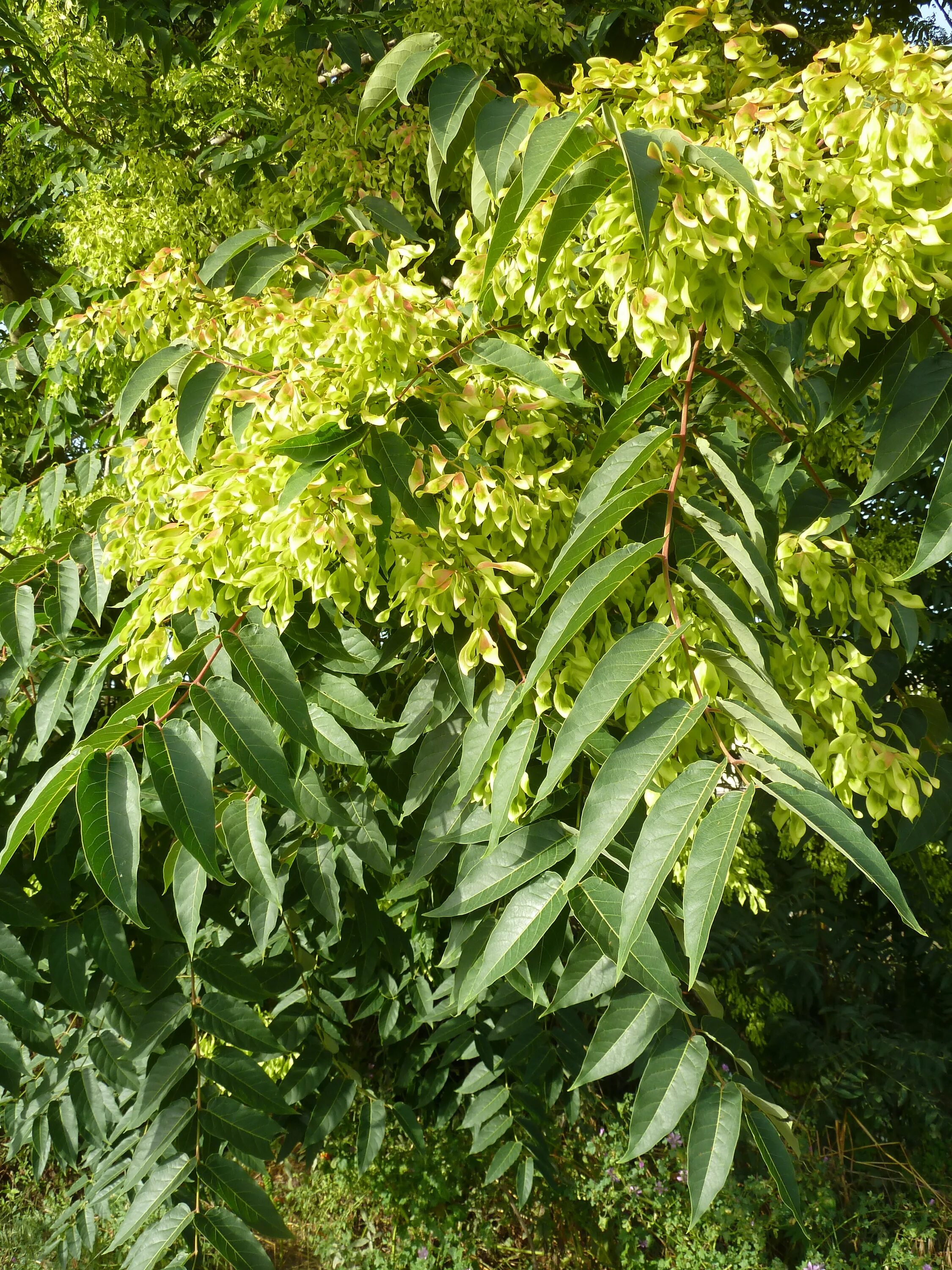 Ясень китайский тип питания. Айлант китайский ясень. Ailanthus altissima Айлант высочайший. Айлант высочайший китайский ясень. Ясень китайский Айлант листья.