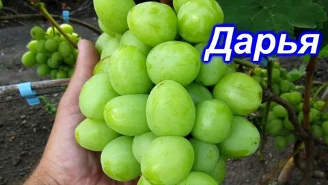 Виноград дарий