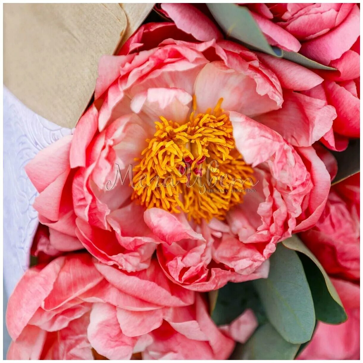 прогулочная коляска coral s-9. прогулочная коляска corol s-9 2020. прогулочная коляска coral s-9. коляска coral s9 красная. коляска прогулочная coral s11.