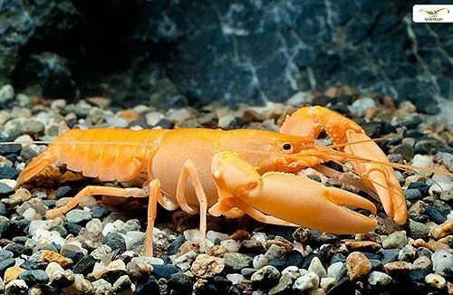 Raik. Cherax peknyi. Ракообразные еда. Креветки омары живые. Рачок эпишура байкальская.
