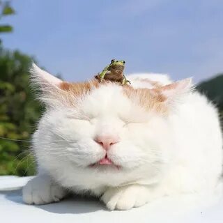 Коте сборник дзен