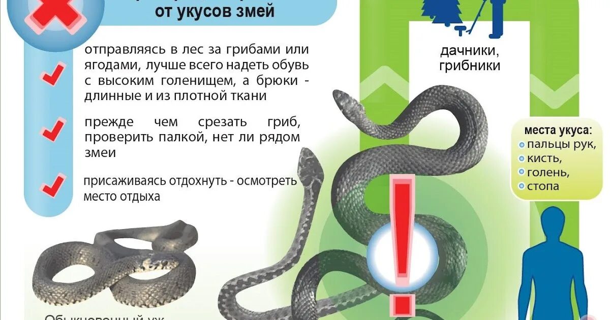 При укусе змеи запрещается. Меры предосторожности от укуса змеи. памятка укусы змей. правила при укусе змеи.