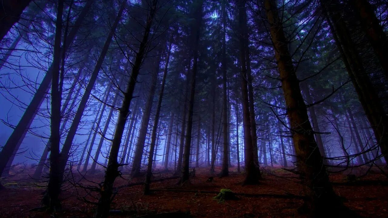Красивые леса ночью. Ночной лес. Темный лес. «Ночь в лесу». Мрачный лес.