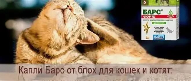 Кошка слизнула капли от блох что делать. Кошка слизнула капли от блох что делать