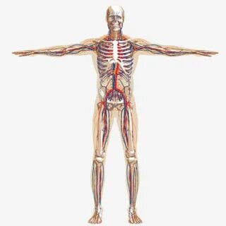 Table center body body
