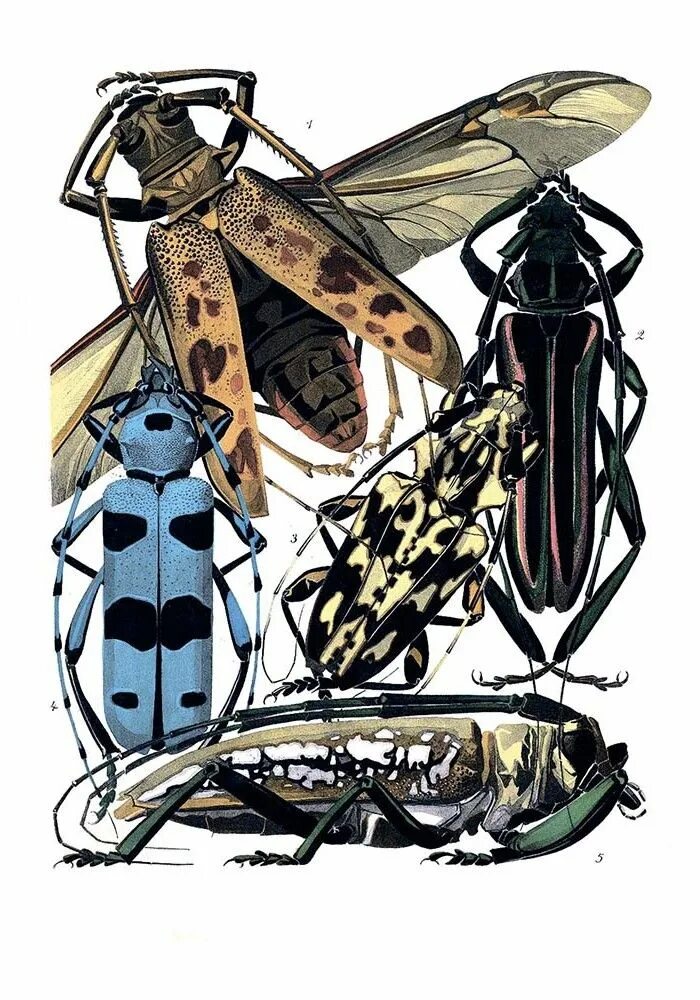 Образы насекомых. Eugene Alain Seguy. E A Seguy - insectes & papillons (42 работ). Жук арт деко. Композиция из насекомых.