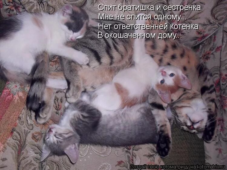 у меня лапки. васька помоечный. ответственный котеночек. твои лапки. схожу с ума картинки.