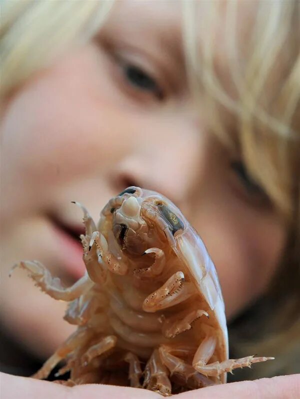 Языков мокрица. Языков мокрица. Мокрица-паразит cymothoa exigua. Языков мокрица. Языков мокрица.