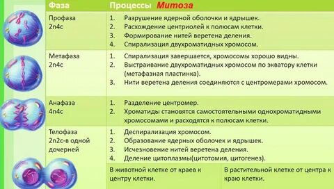 Делению клетки предшествует деление