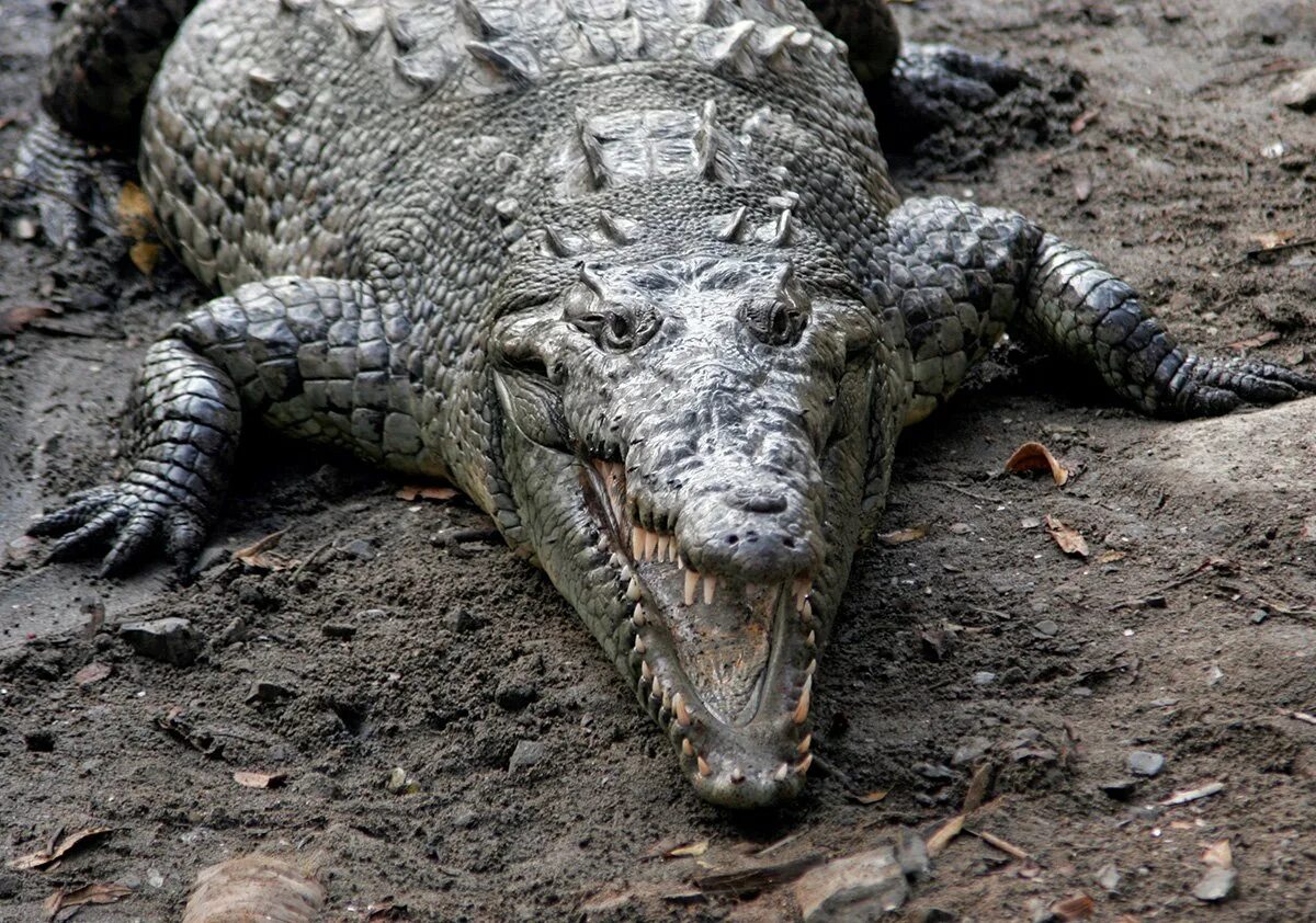Мангры гребнистый крокодил. Гребнистый крокодил. Самые страшные крокодилы. Атака крокодилов рамри. Страшный крокодил.