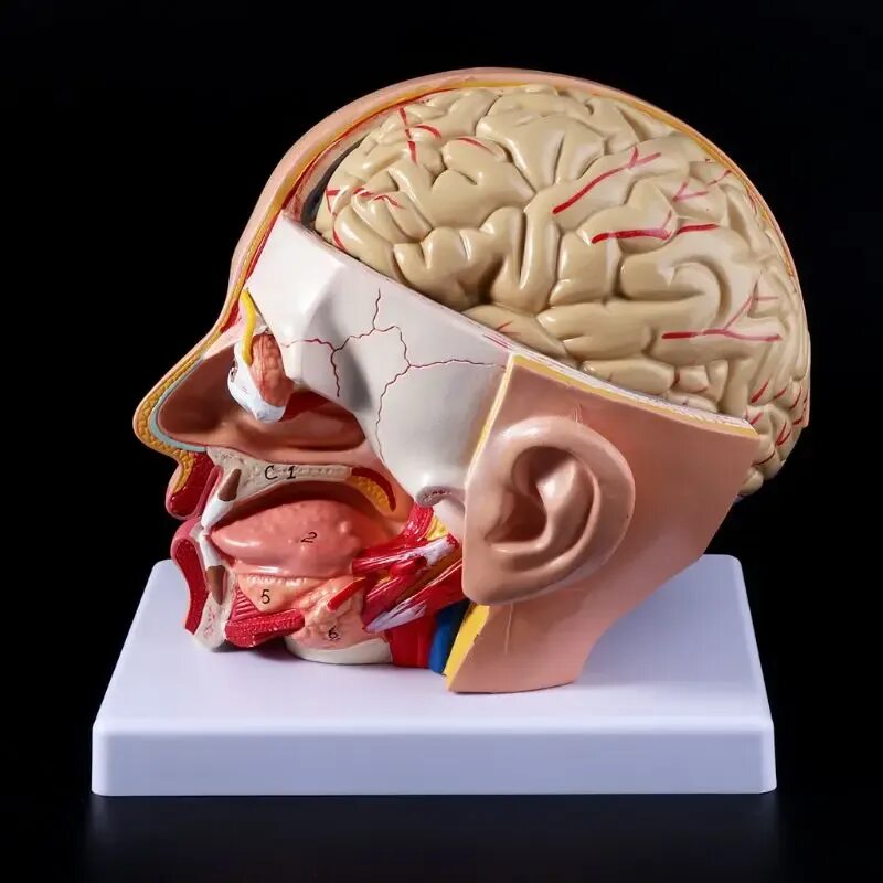 Pin on Neuro