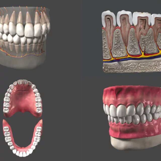 03д модель челюсти. Анатомия зубочелюстной системы. Стереолитографическая модель челюсти. 3д модель верхней челюсти человека.