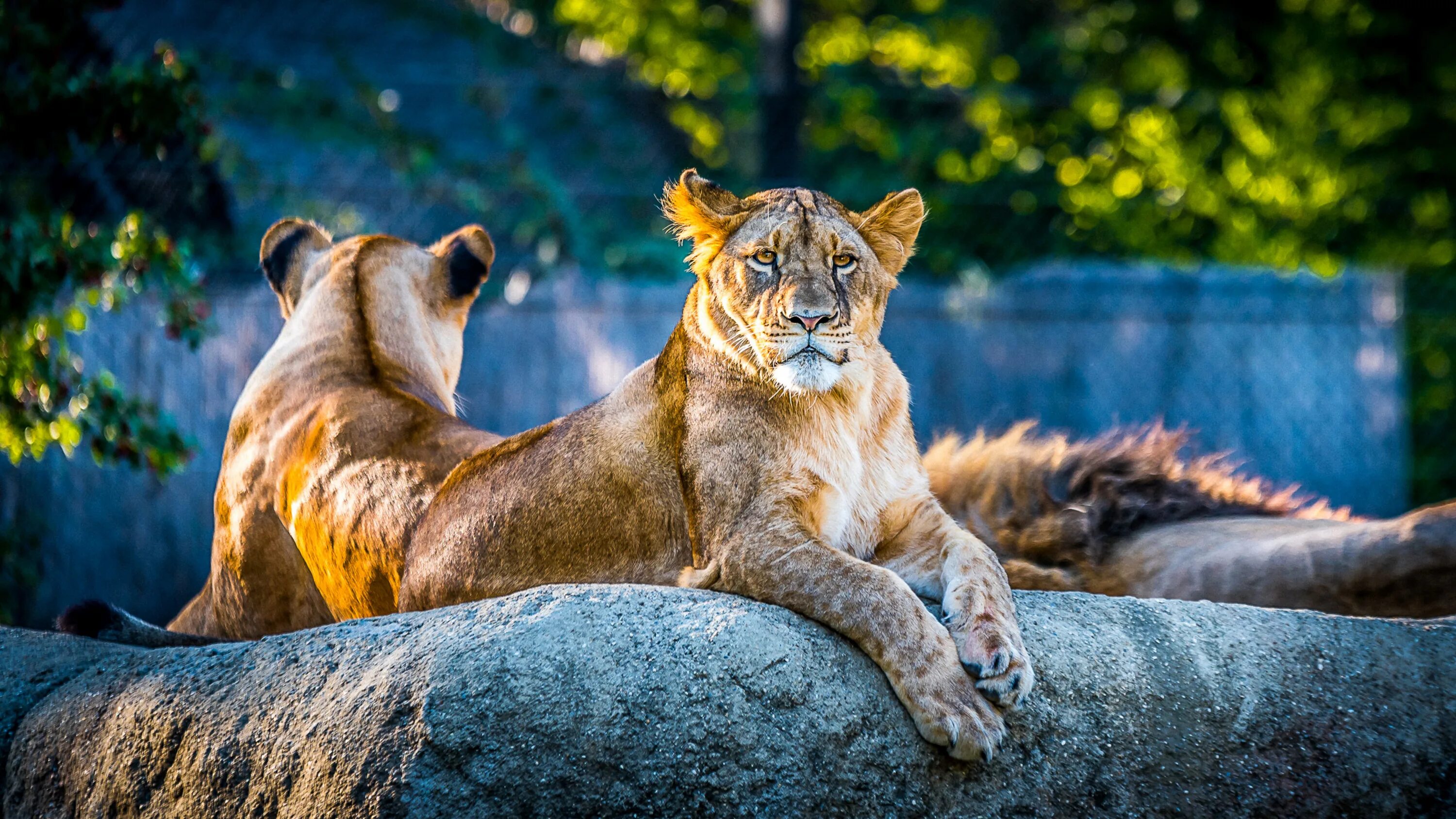 Хищные животные. Фото животных. Лев и тигр. Животные джунглей.