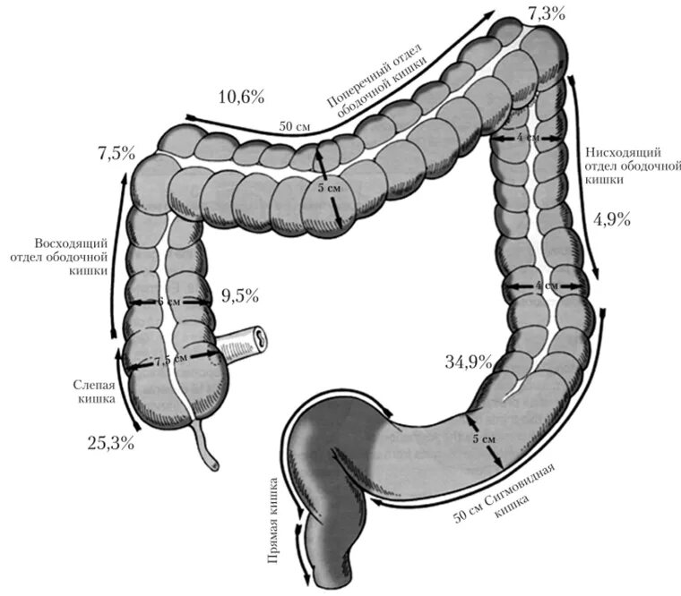 Восходящий отдел поперечно-ободочной кишки. Нисходящая ободочная кишка схема. Отделы Толстого кишечника ободочная кишка. Проксимальный отдел восходящей ободочной кишки. Сигма кишечника