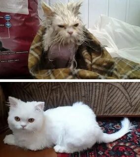 Подобранный котенок что делать