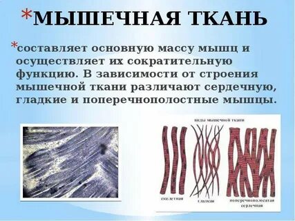 Мышечная ткань функции