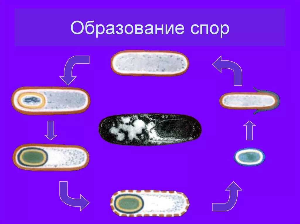 Образование спор у бактерий. Образование спор у бактерий 5 класс биология. Образование споры у бактерий. Спора бактерии. Споры бактерий 5 класс