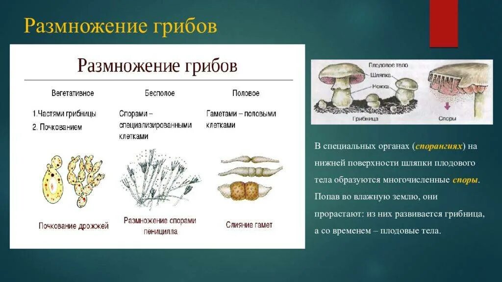 Размножение грибов. Орган размножения грибов. Половое размножение грибов. Половое и бесполое размножение грибов. Грибы особая группа организмов