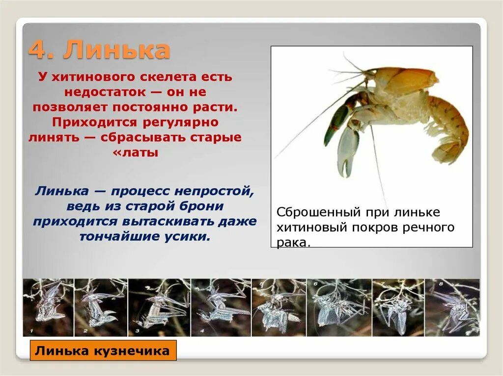 Рост и развитие сопровождается линькой