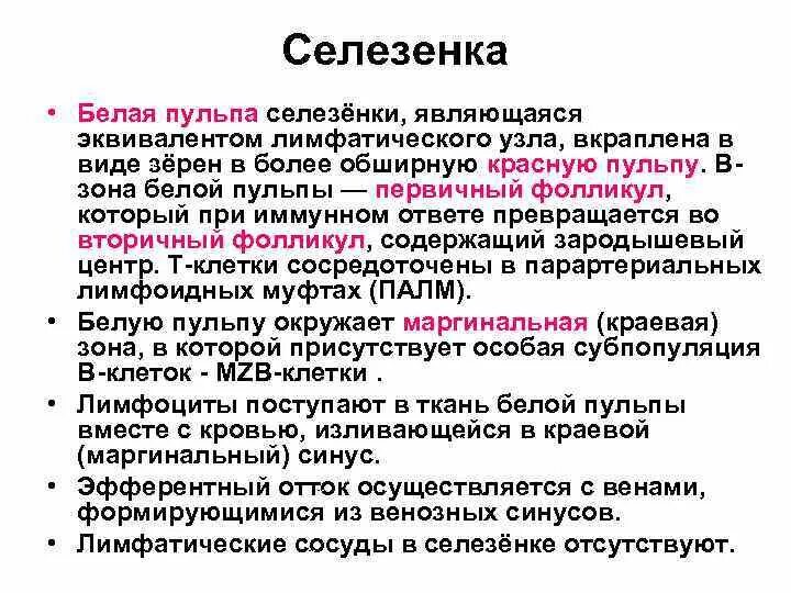 Функции белой пульпы селезенки. Структуры белой пульпы селезенки. Строение белой пульпы селезенки. Функции селезенки гистология. В состав какой системы органов входит селезенка