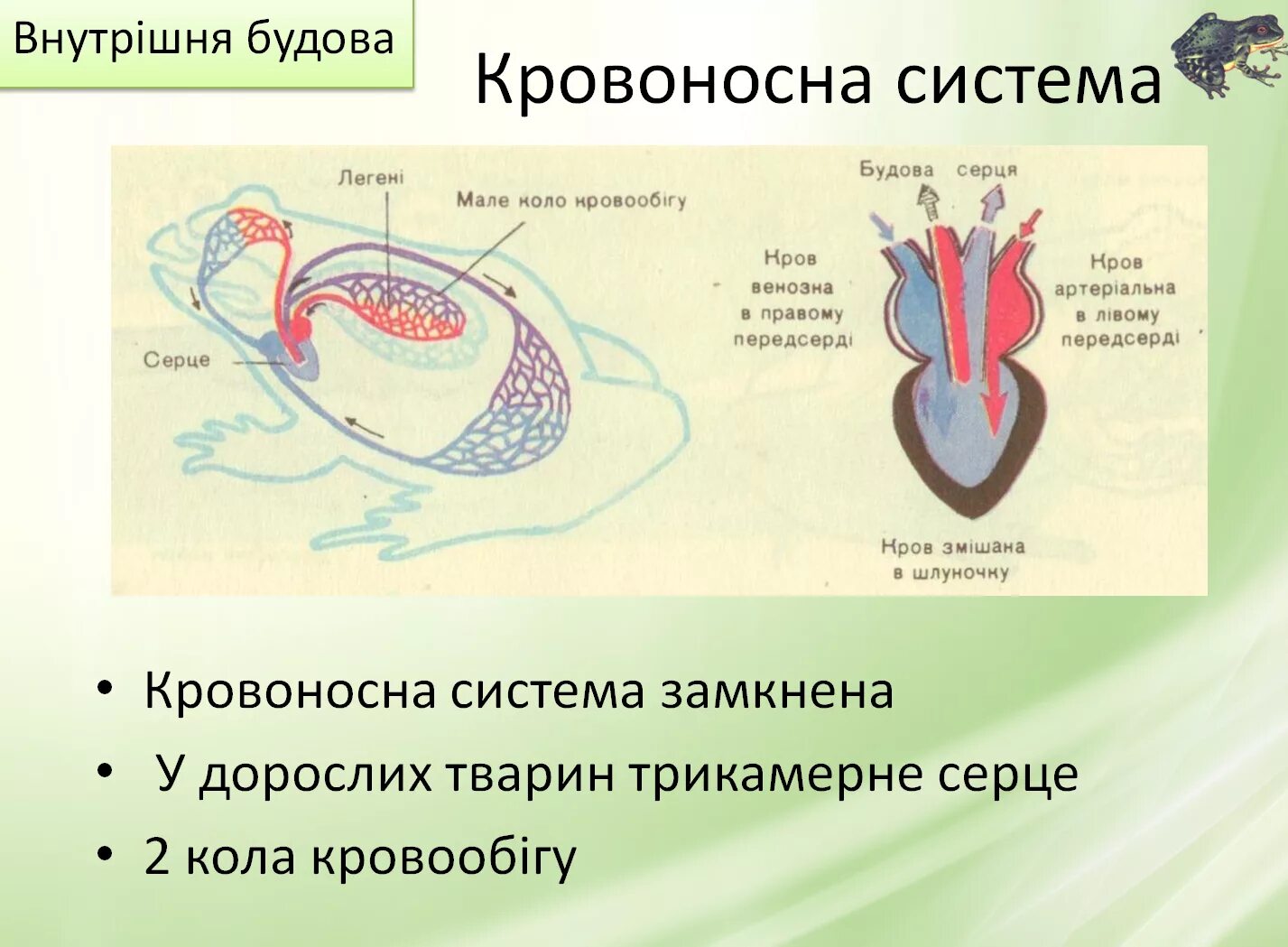 Кровеносная система лягушки 7 класс. Кровеносная система лягушки. схема кровеносной системы лягушки. кровоносна система амфібій. кровеносная система лягушки рисунок.