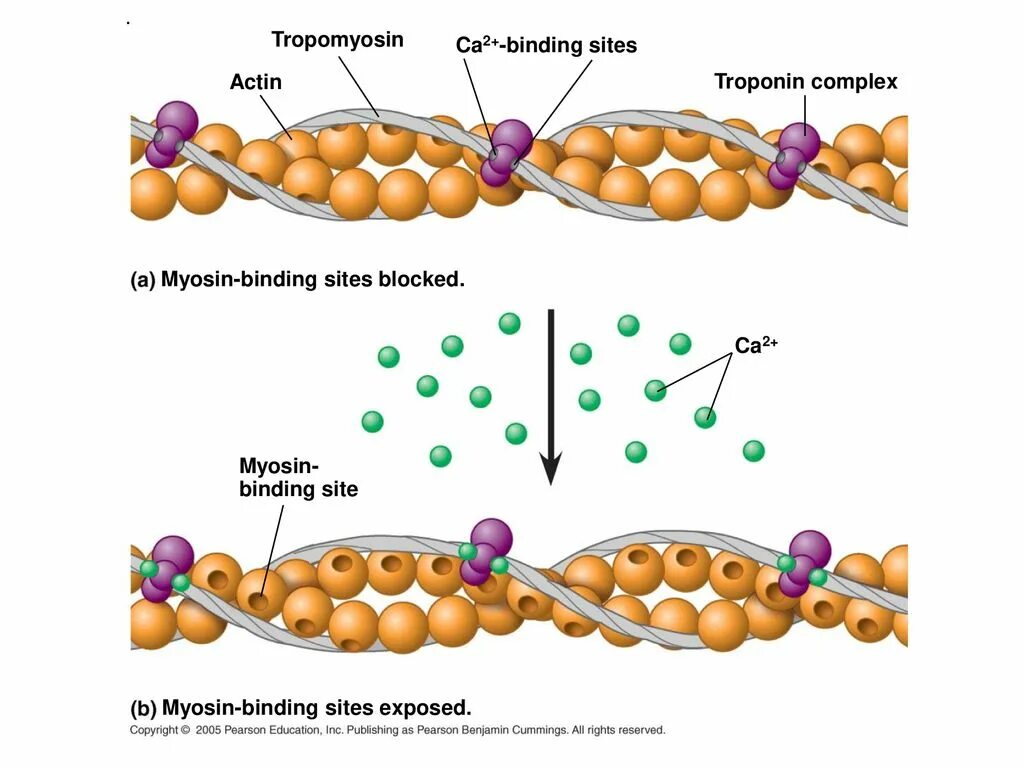 Тропонин на актине. Актин и миозин. Актин миозин комплекс. Актин и миозин схема. Клетки б укорачивание