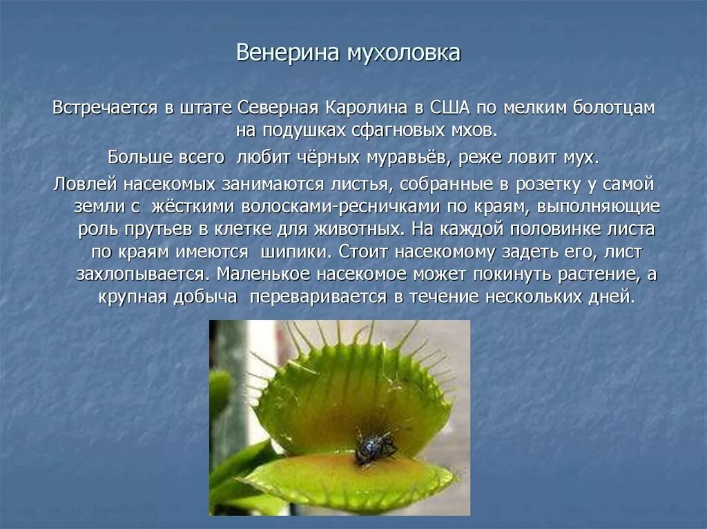 Сообщение о растении 5 класс биология кратко