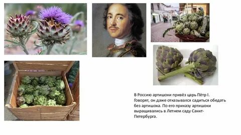 Польза артишока