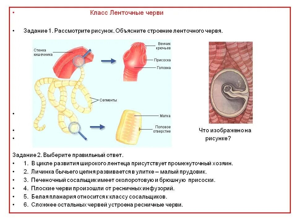 Жизнь ленточного червя. Класс ленточные черви цикл широкого лентеца. Класс ленточные черви строение. Класс ленточные черви представители. Признаки класса ленточные черви.