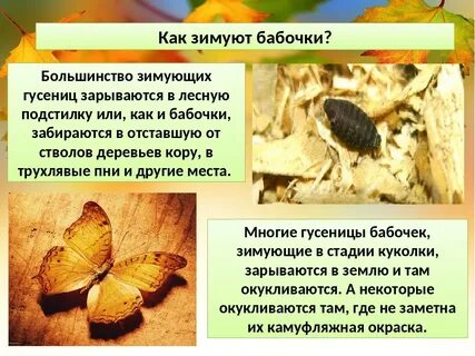 Как зимуют бабочки