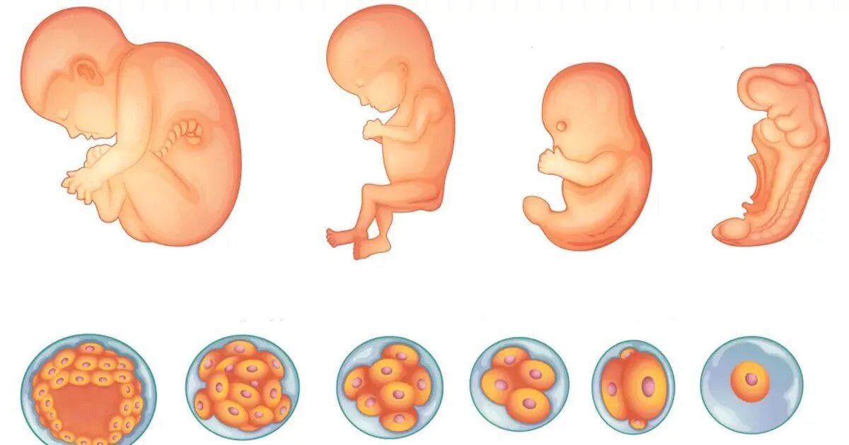 Зародыш эмбрион плод стадии. Стадии формирования эмбриона. Стадии развития эмбриона и плода у человека. Эмбриональное развитие плода человека. Жизнь в неделях 90